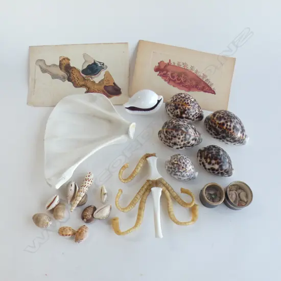 Assorted cowrie shells/cuttlefish/prints etc
